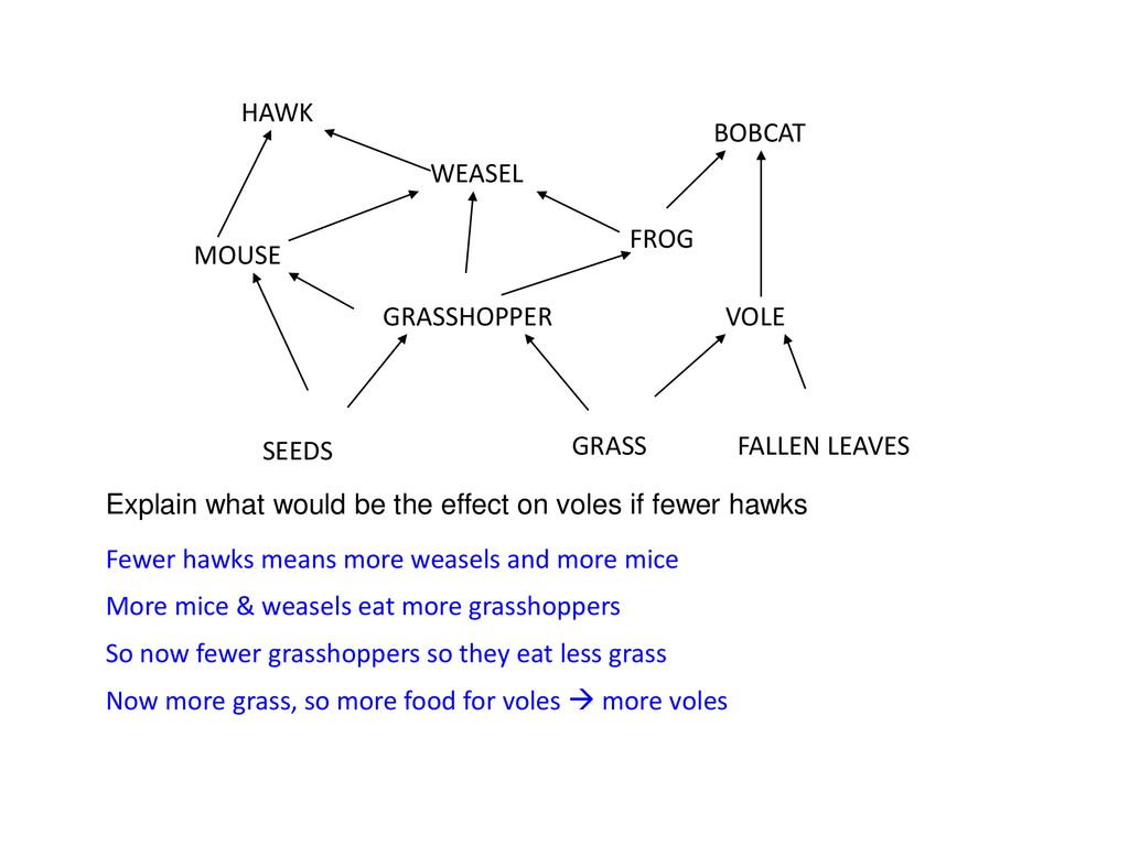 HAWK WEASEL. BOBCAT. MOUSE. GRASSHOPPER. FROG. SEEDS. GRASS. VOLE. FALLEN LEAVES. Explain what would be the effect on voles if fewer hawks.
