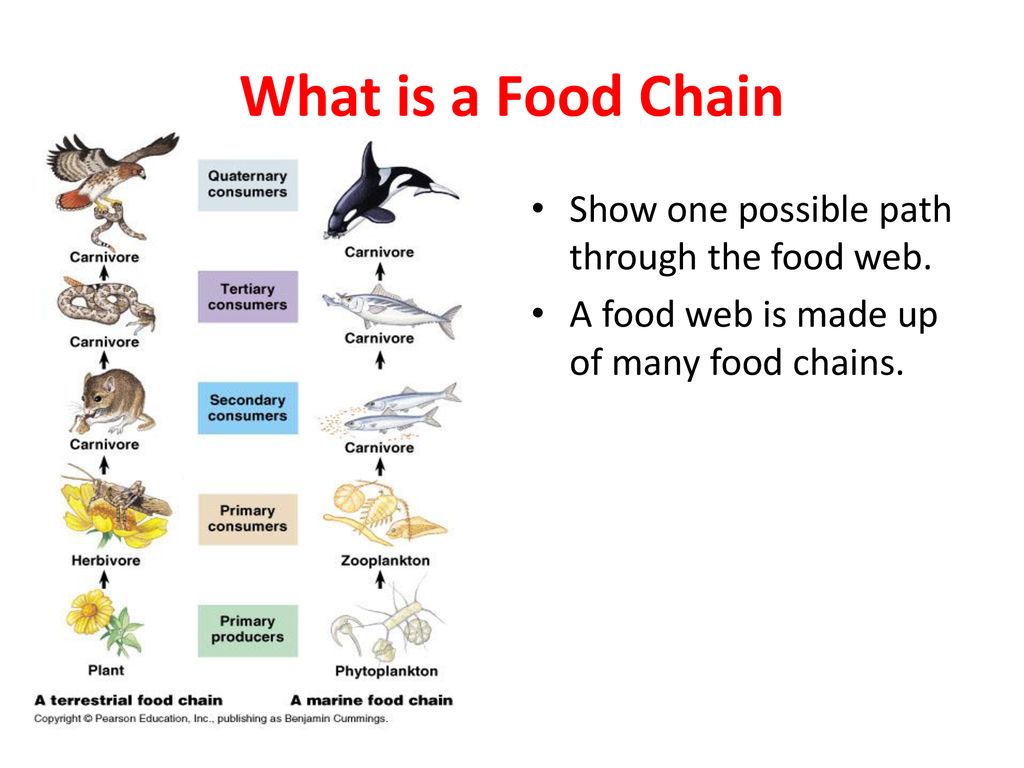 Food Webs and Energy. Biology Diagrams