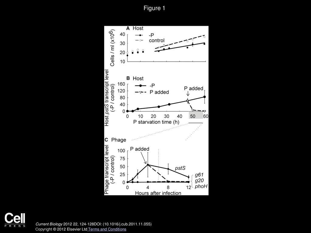 Marine Viruses Exploit Their Host s Two Component Regulatory System In marine-viruses-exploit-their-host-s-two-component-regulatory-system-in
