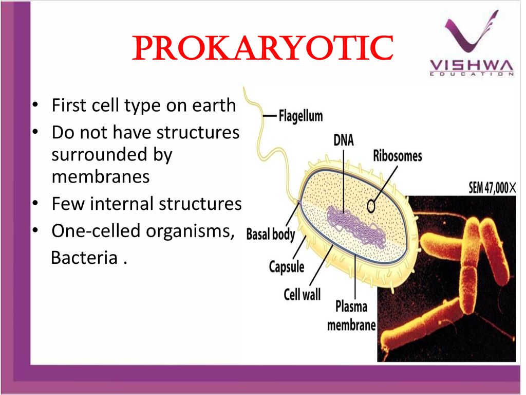 Prokaryotic First cell type on earth