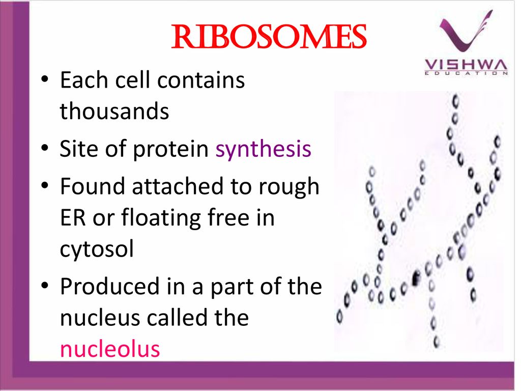 Ribosomes Each cell contains thousands Site of protein synthesis