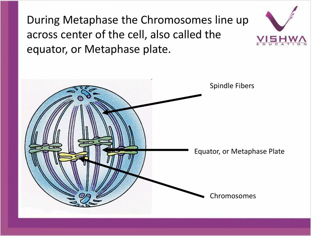 During Metaphase the Chromosomes line up across center of the cell, also called the equator, or Metaphase plate.