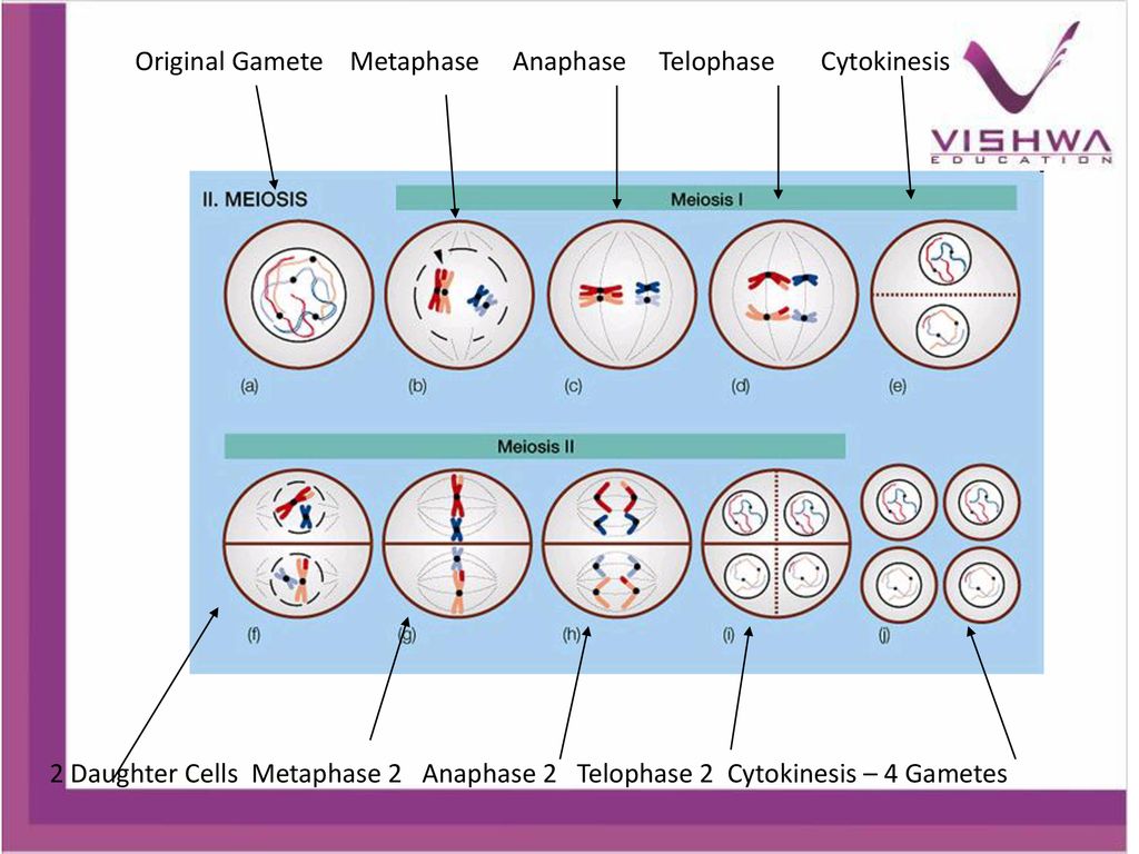 Original Gamete Metaphase Anaphase Telophase Cytokinesis