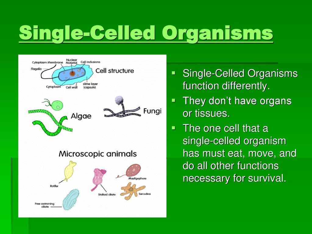 Chapter 5 lesson what are cells ppt download