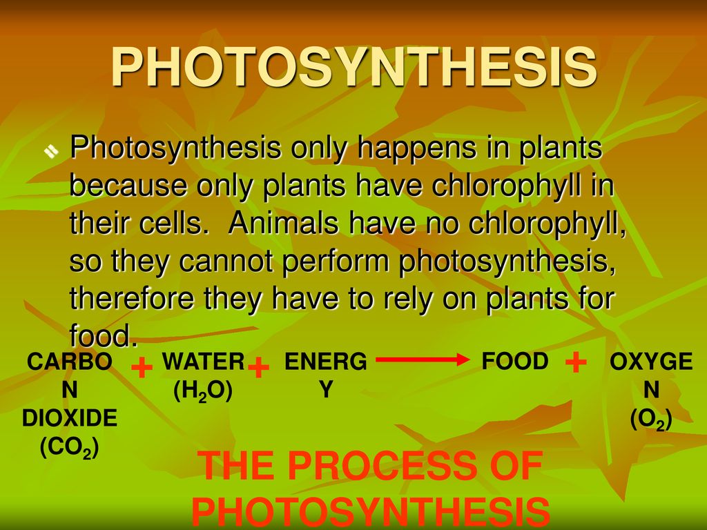 ENERGY MOVEMENT THROUGH THE BIOSPHERE - ppt download