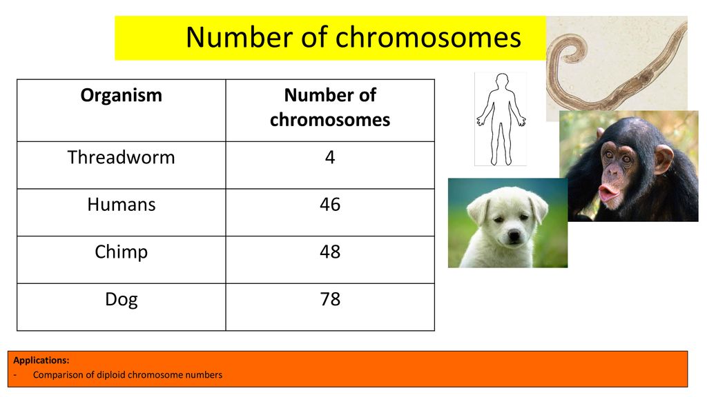 3.2 Chromosomes Understanding: - ppt download
