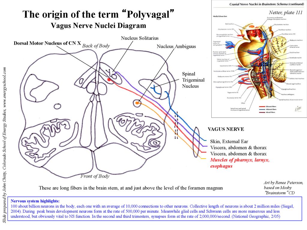 Polyvagal Theory Chart
