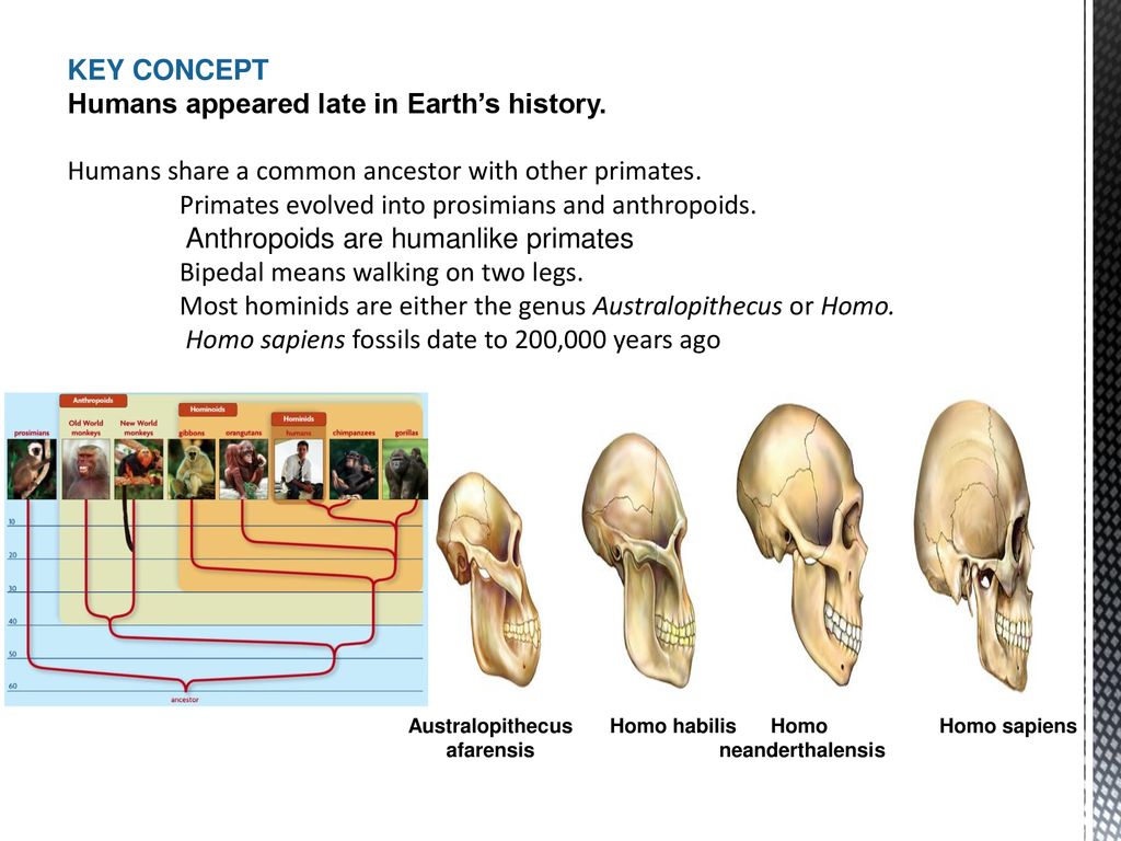 EVOLUTION. - ppt download