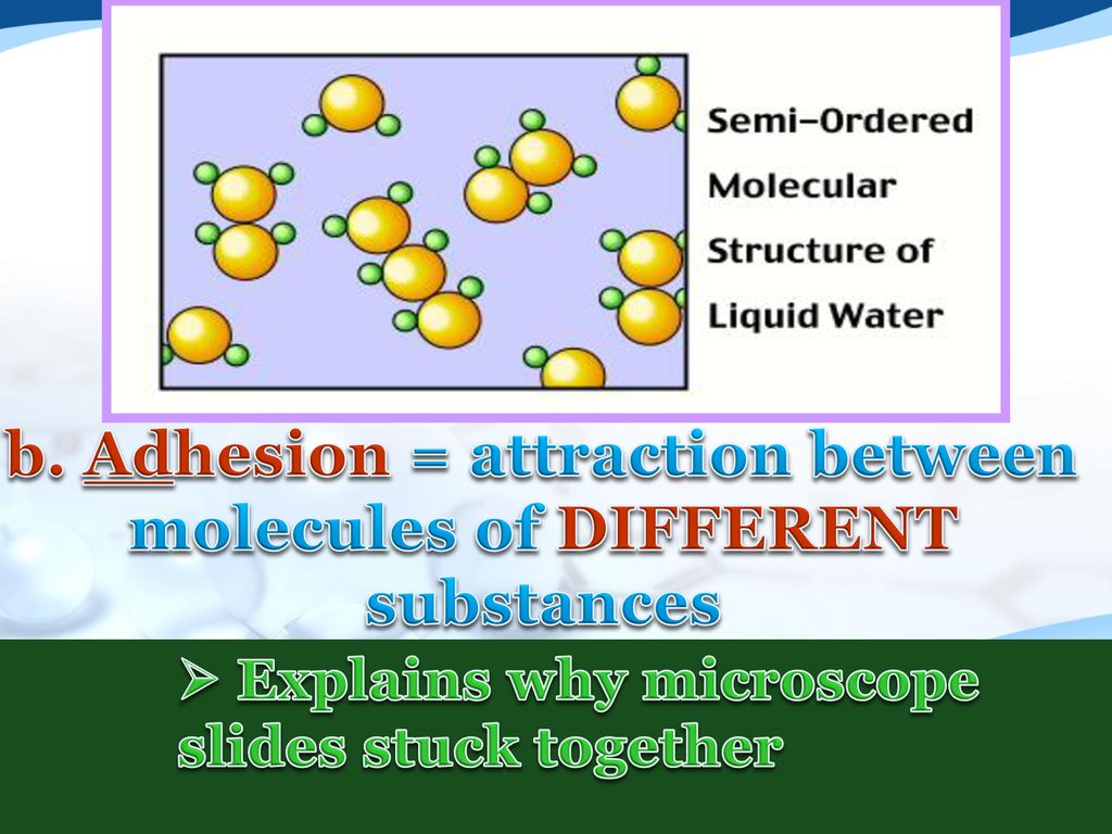 b. Adhesion = attraction between molecules of DIFFERENT substances