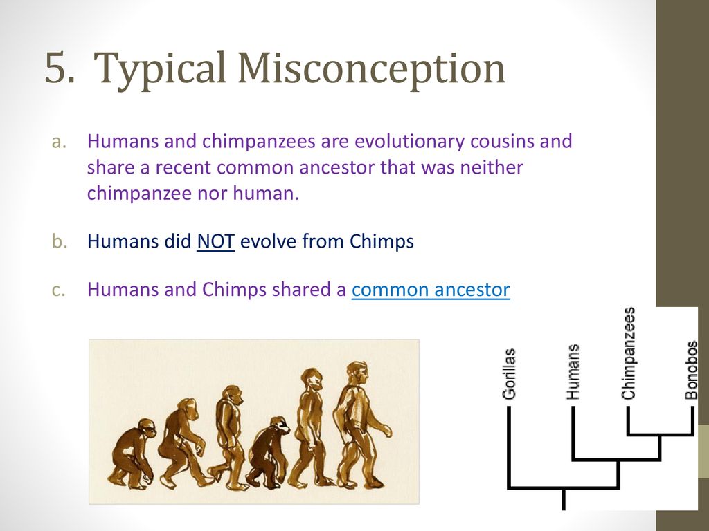 Cladograms. - ppt download