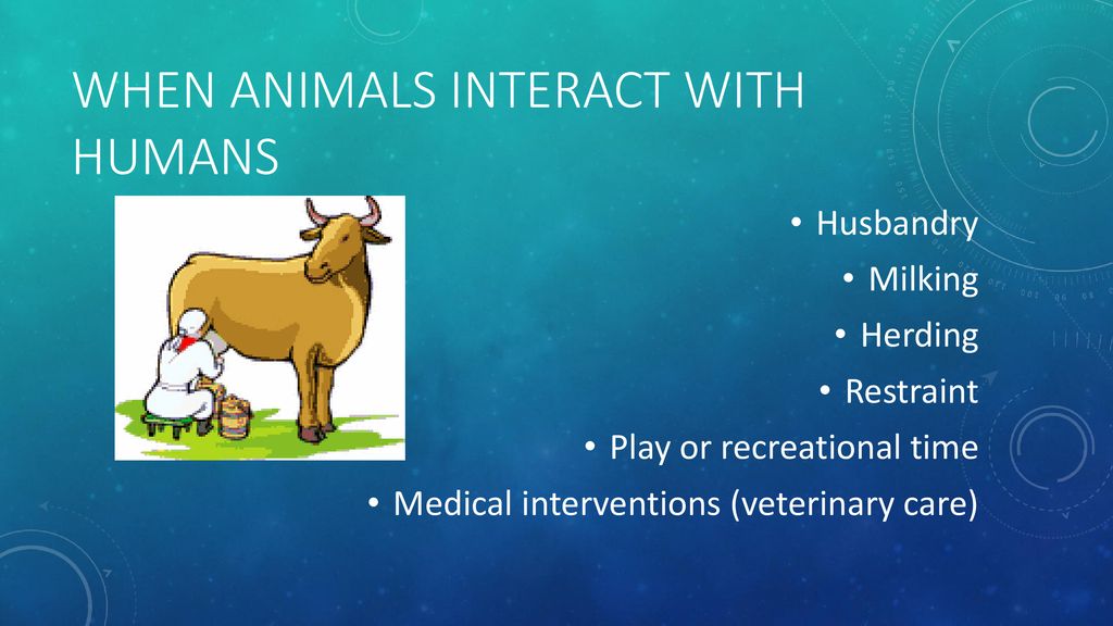 Human-Animal Interaction - ppt download