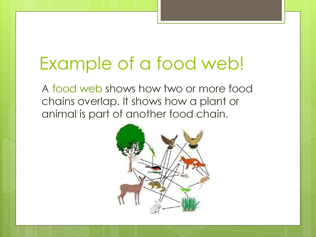 By Kaitlyn Muth Ms. Taborโs Class September ppt download Biology Diagrams