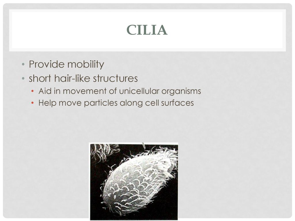 Cell Biology. - ppt download