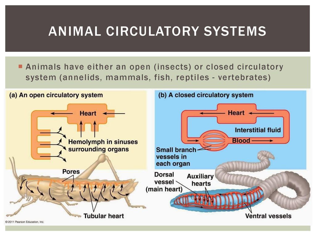 Animal Circulatory Systems - ppt download