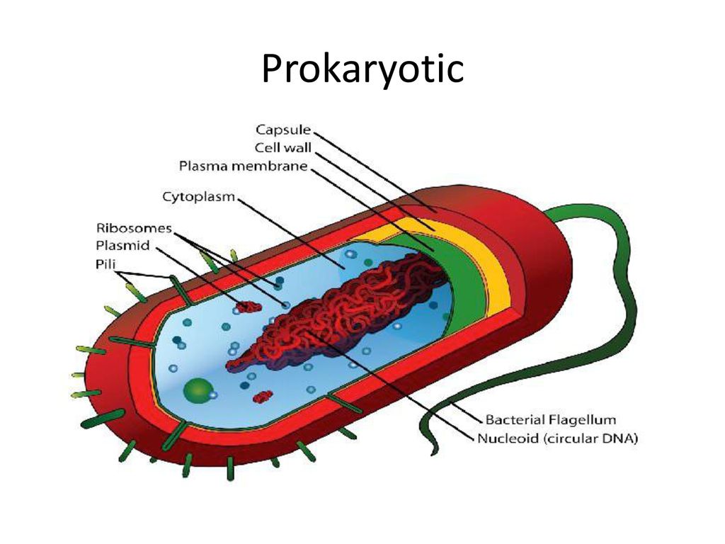 Клетки прокариот не имеют ядра. Фибриллярный нуклеоид. Нуклеоид бактериальной клетки. Строение бактериальной клетки. Строение бактериальной клетки пили.