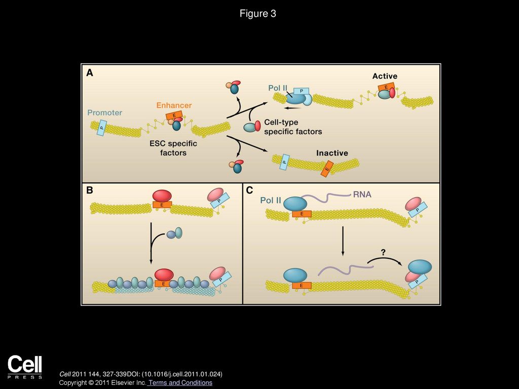 Functional And Mechanistic Diversity Of Distal Transcription Enhancers ...