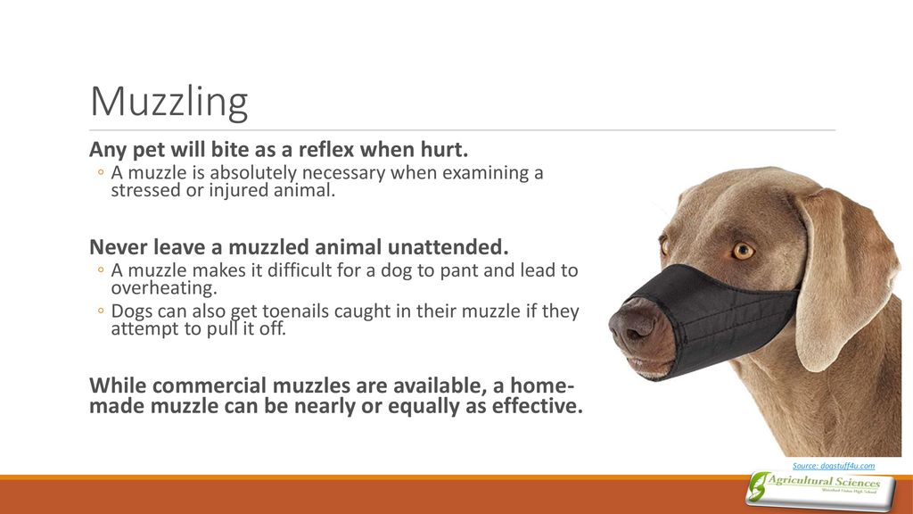 Muzzling Any pet will bite as a reflex when hurt.