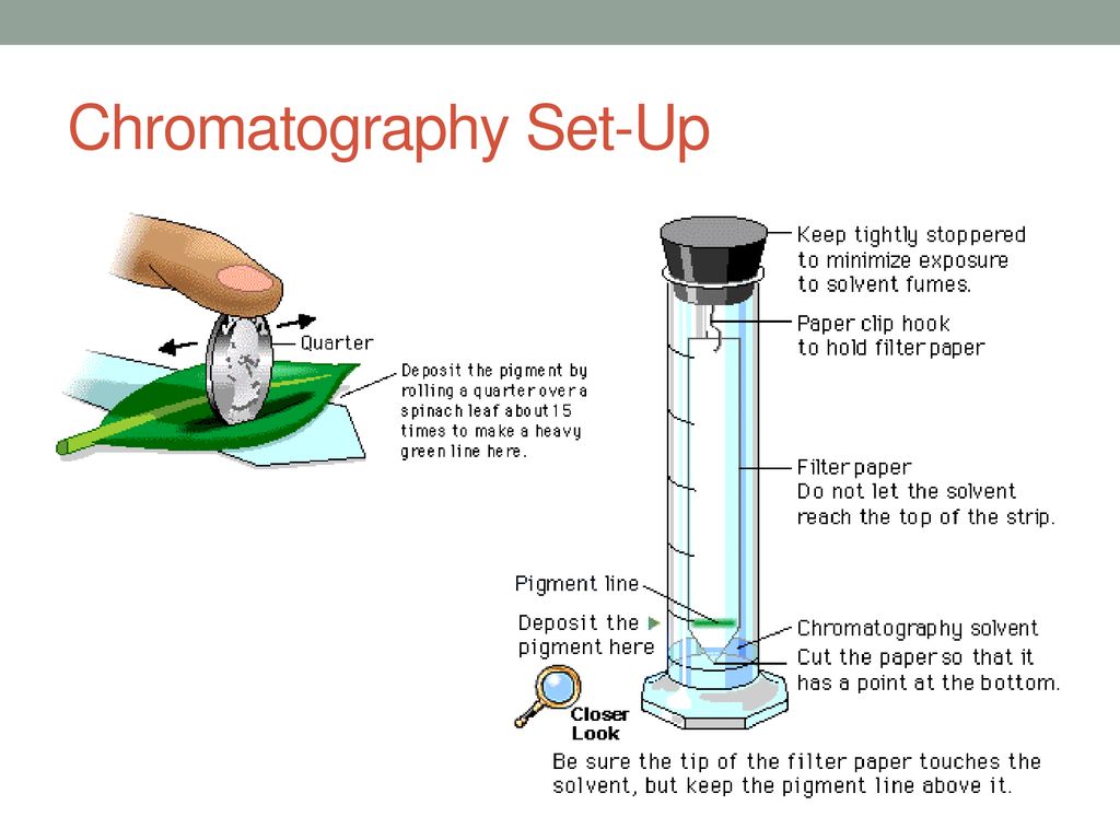 separation of photosynthetic pigments using paper chromatography