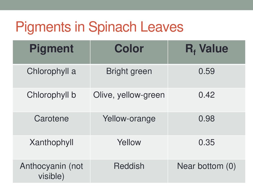 Plant Pigment Chromatography Ppt Download plant-pigment-chromatography-ppt-download