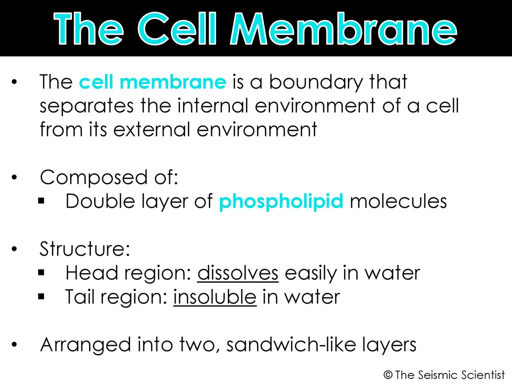 The Cell Membrane The cell membrane is a boundary that separates the internal environment of a cell from its external environment.