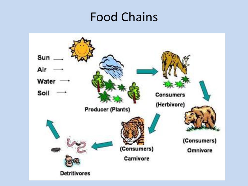 Food Chains. Biology Diagrams
