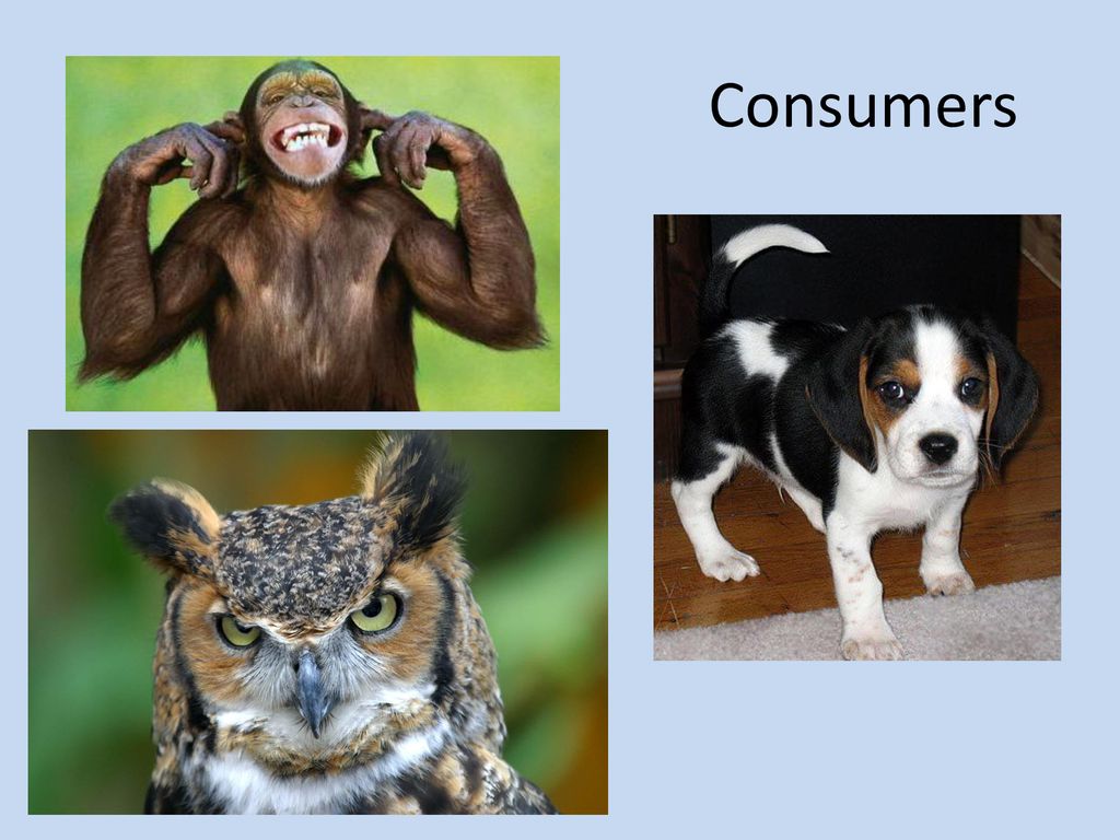 Food Chains. Biology Diagrams