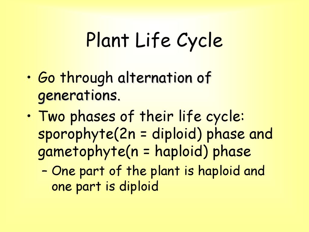 Plant Life Cycle Go through alternation of generations.