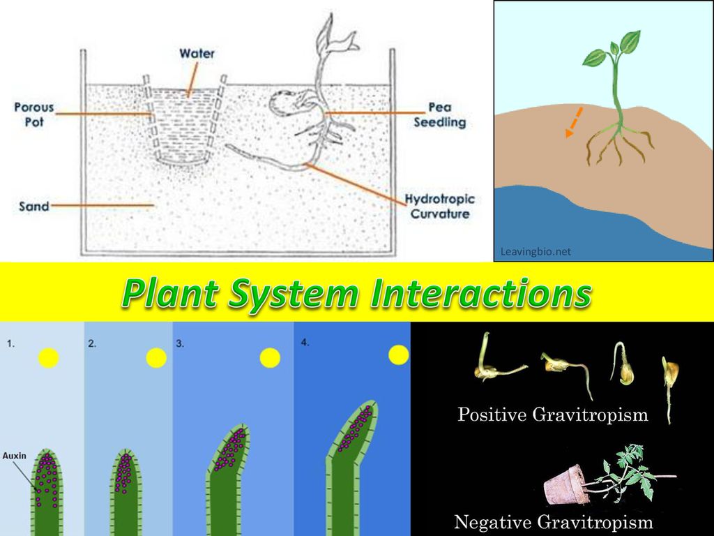 homework plant systems interactions