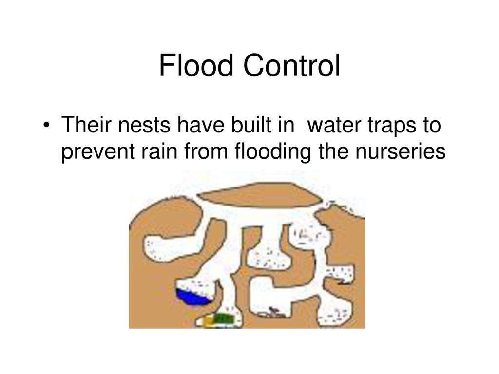 Flood Control Their nests have built in water traps to prevent rain from flooding the nurseries