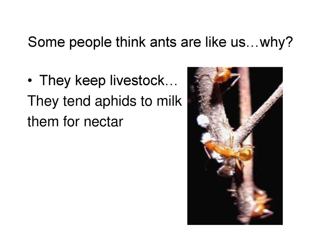 Some people think ants are like us…why
