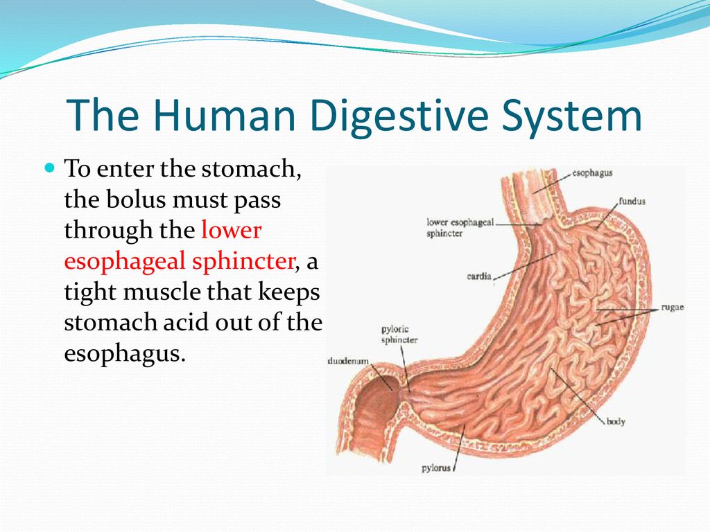 The Digestive System. - ppt download