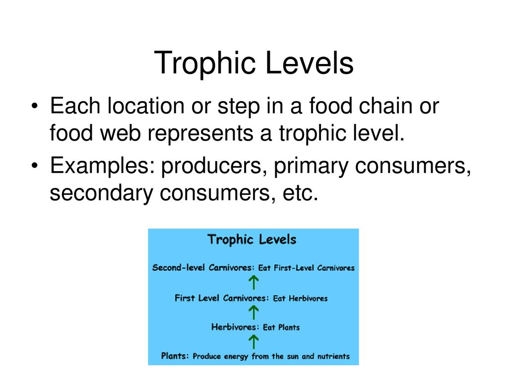 The Biosphere. Biology Diagrams