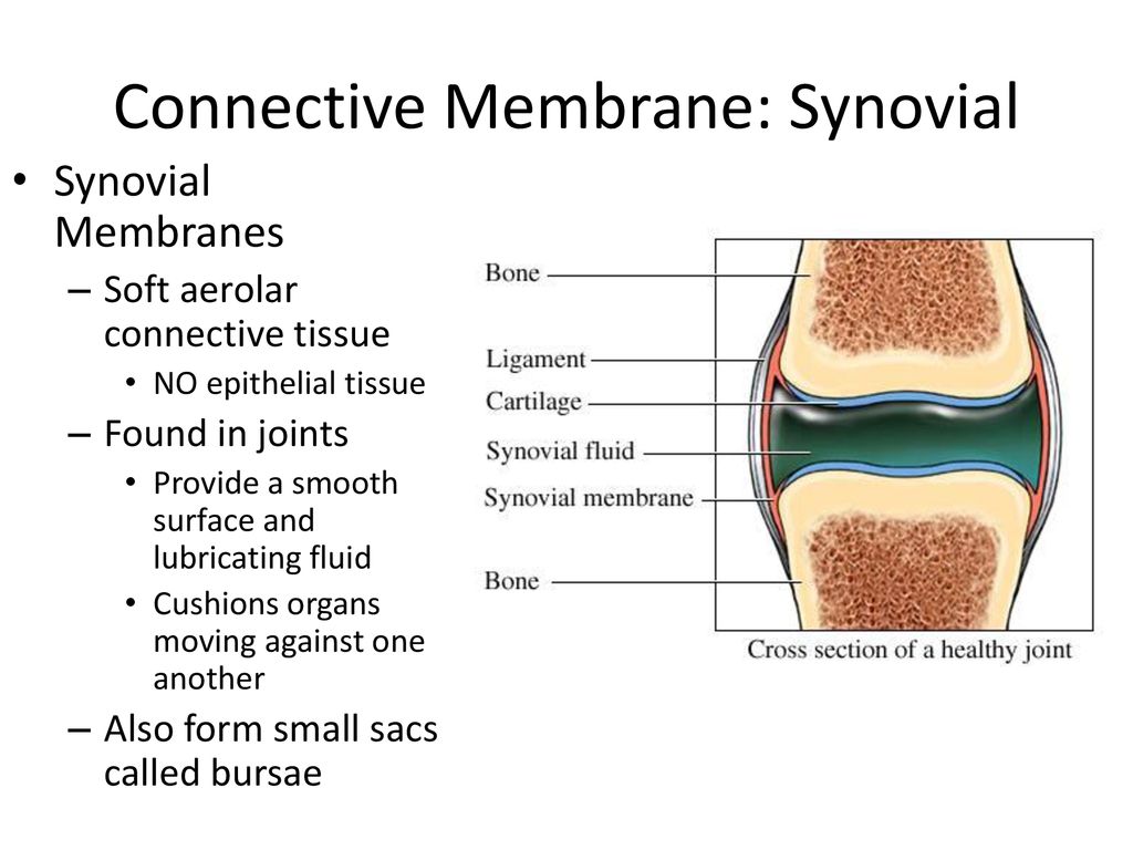 Connective Membrane: Synovial