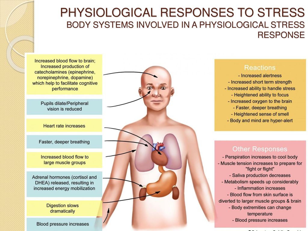 PHYSIOLOGICAL RESPONSES TO STRESS BODY SYSTEMS INVOLVED IN A PHYSIOLOGICAL STRESS RESPONSE