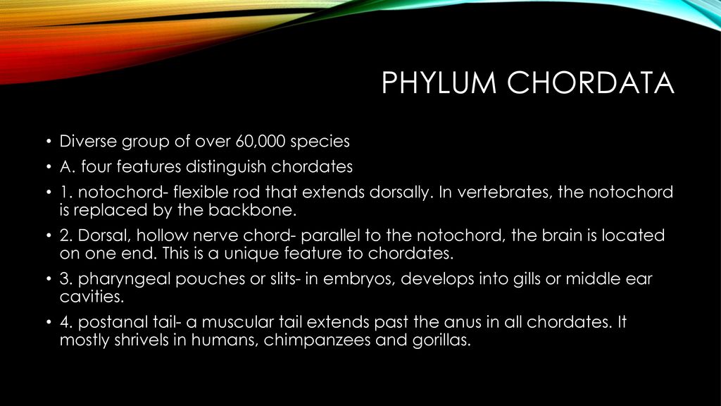 20.10 chordates. - ppt download