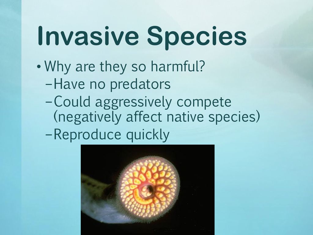 How Introduced Species affect Ecosystems - ppt download