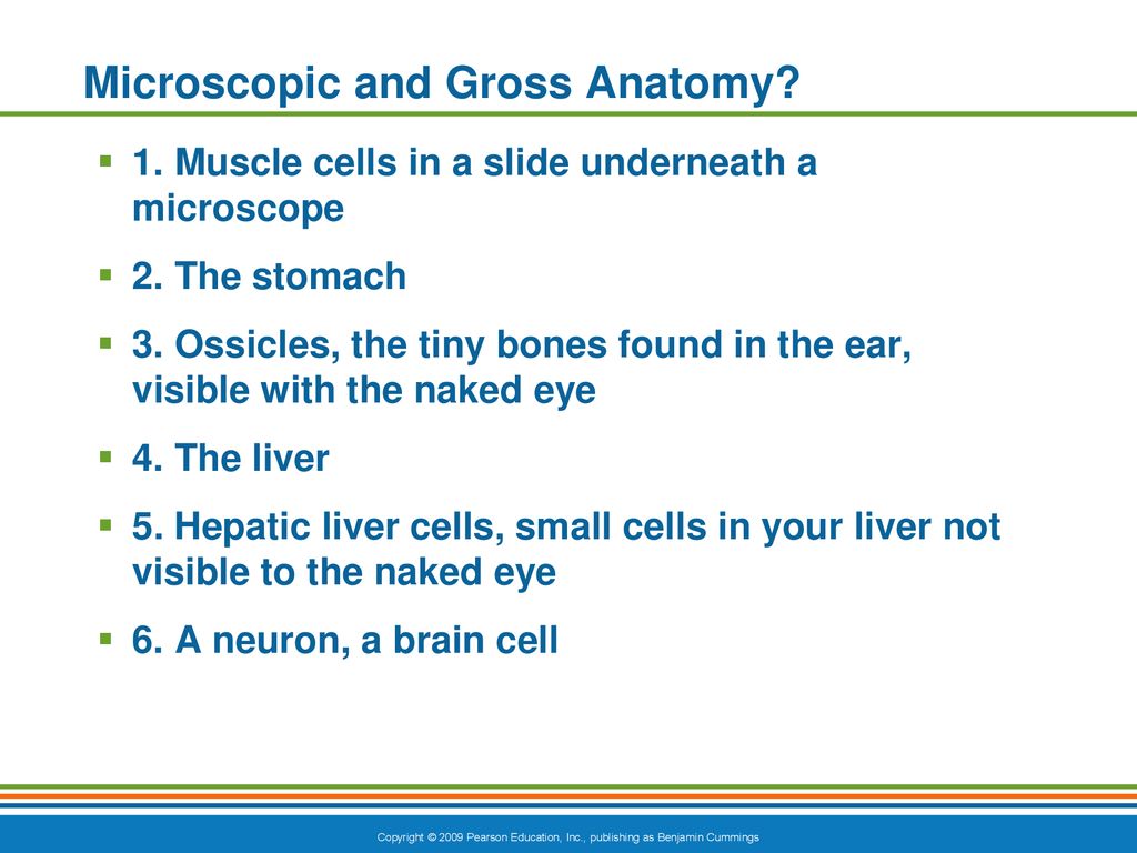 The Human Body An Orientation Biology Diagrams