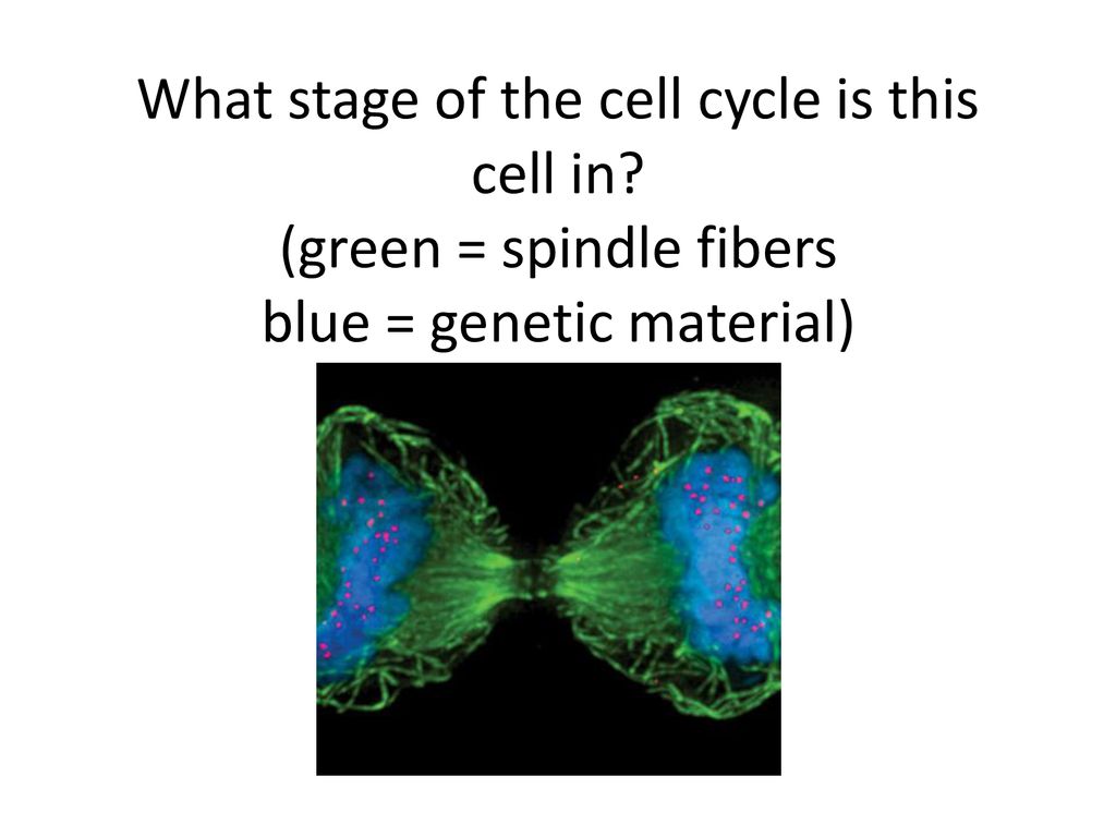 Cell Cycle Review. Biology Diagrams