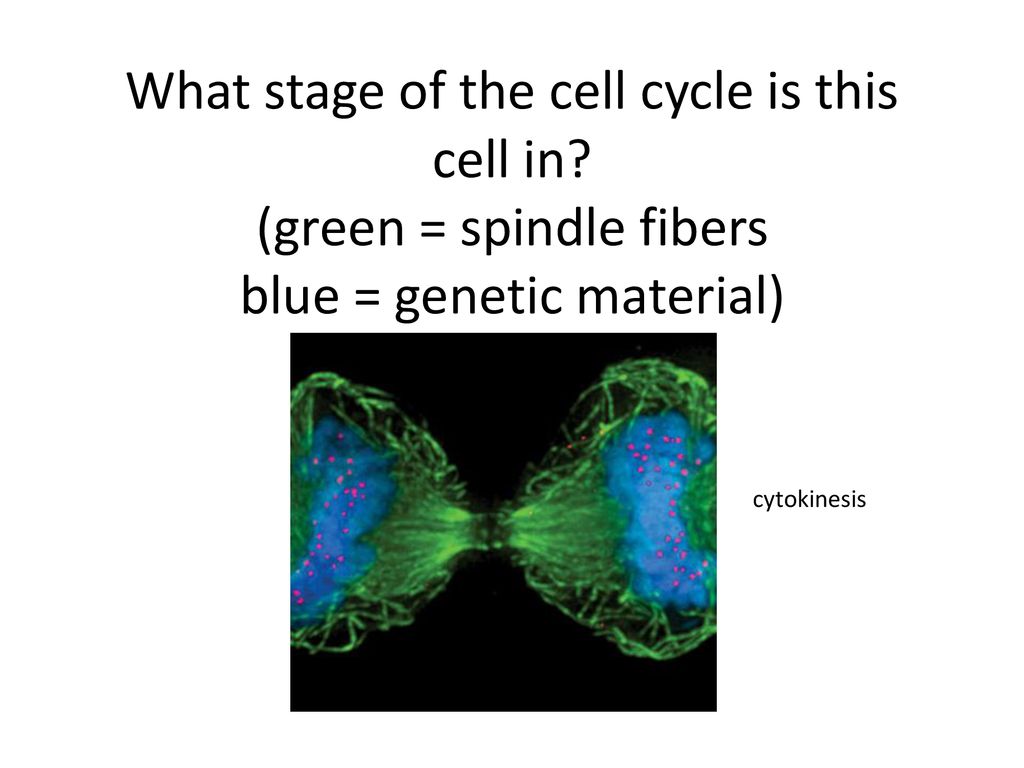 Cell Cycle Review. Biology Diagrams