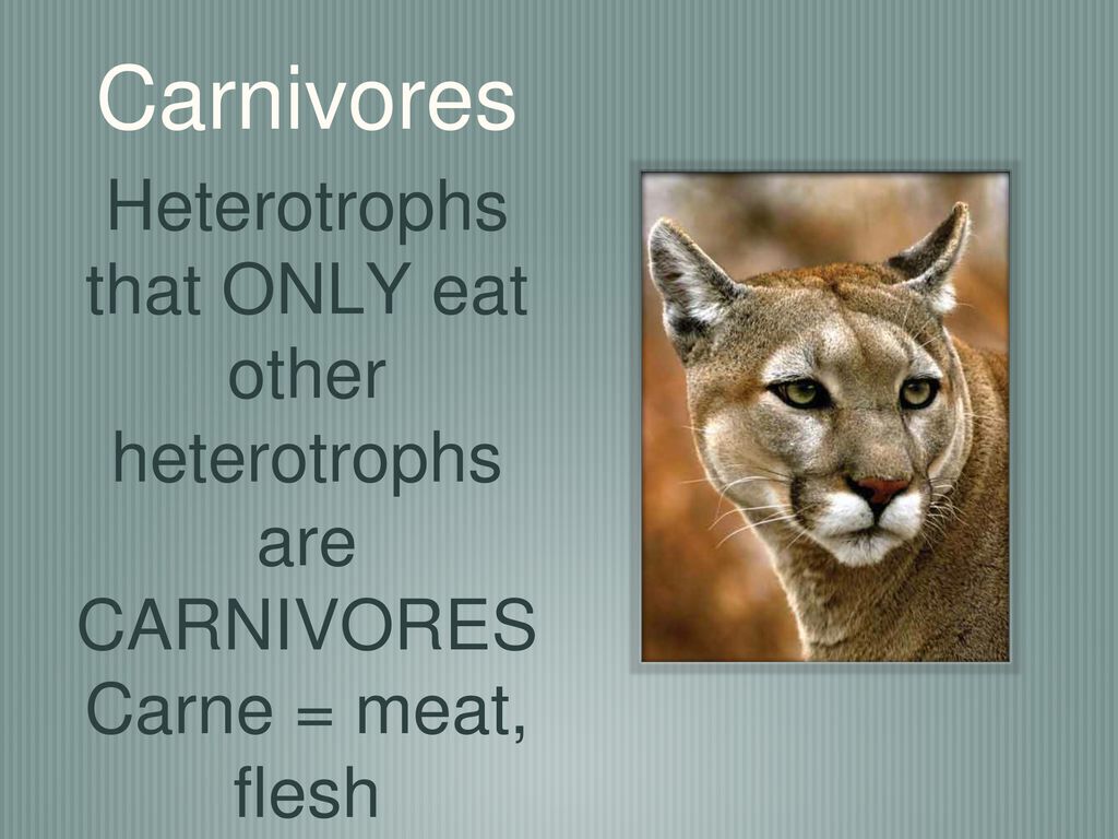 Heterotrophs that ONLY eat other heterotrophs are CARNIVORES