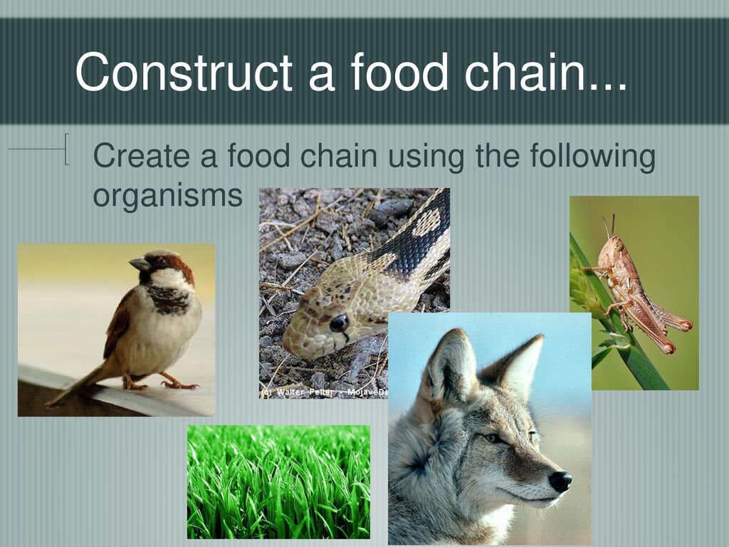 Construct a food chain... Create a food chain using the following organisms