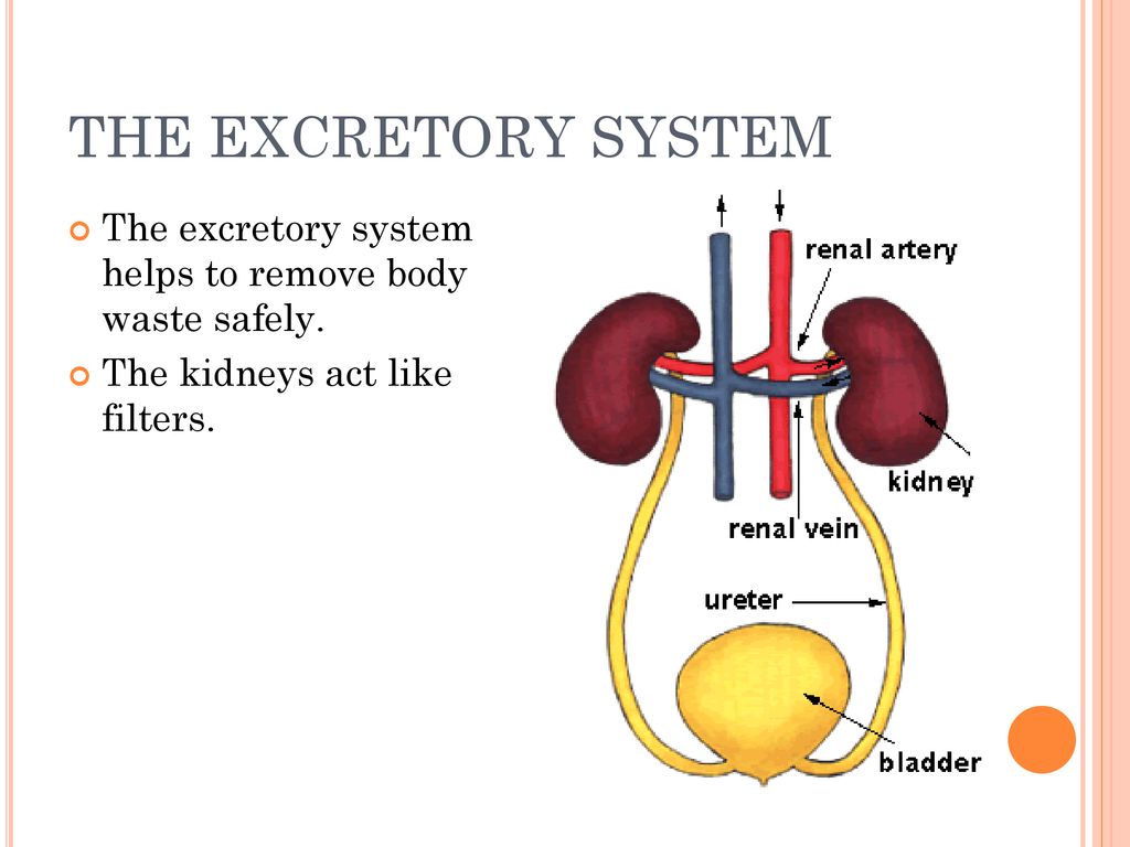 THE EXCRETORY SYSTEM The excretory system helps to remove body waste safely.