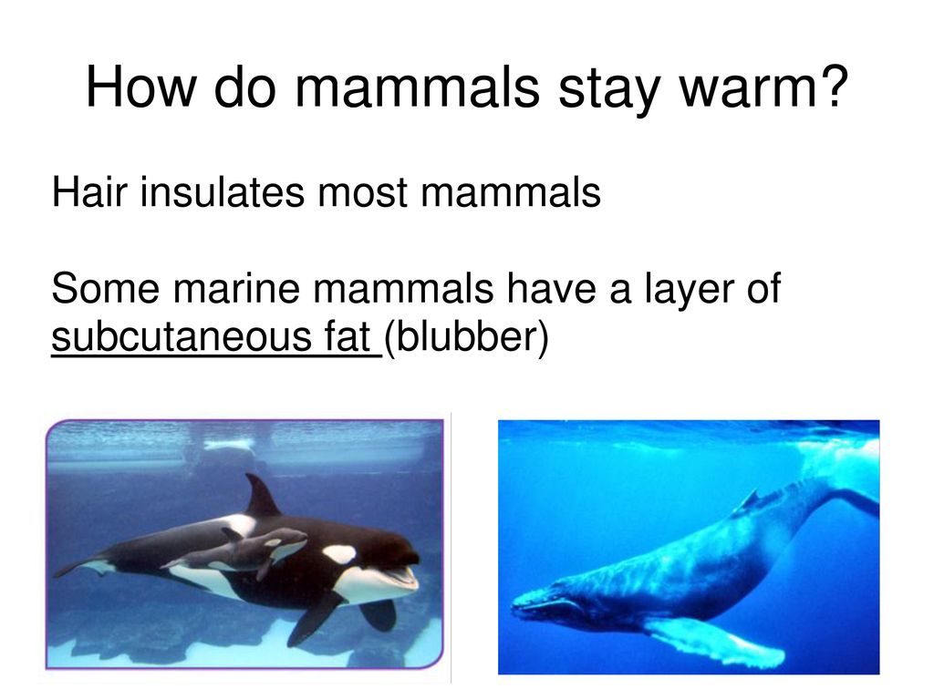 Mammals Kingdom Animalia ---Phylum Chordata Subphylum Vertebrata Class