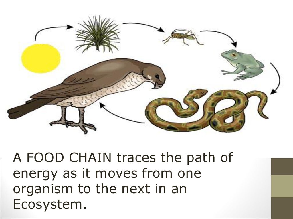 ECOLOGY THE STUDY OF HOW ORGANISMS INTERACT WITH EACH OTHER AND WITH ...