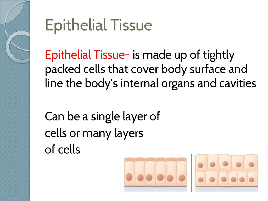 Tissue. ppt download