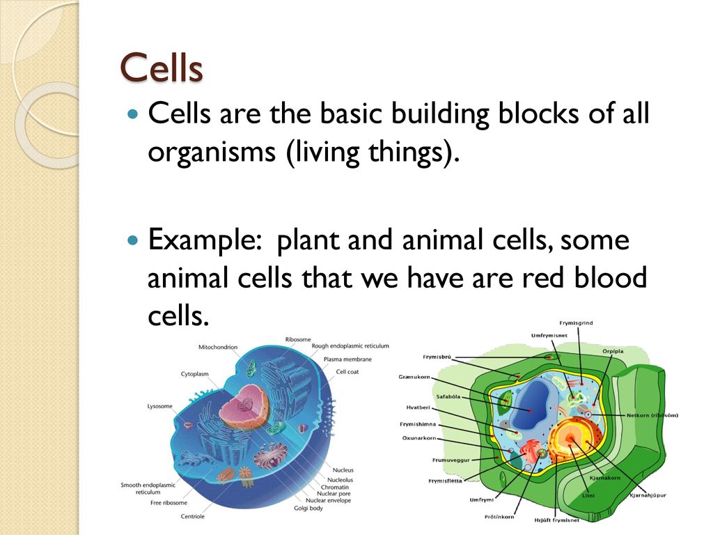 Monday Aug 11, 2016 Opening MiniLesson Today’s Lesson ppt download
