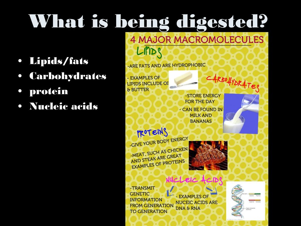 What is being digested Lipids/fats Carbohydrates protein