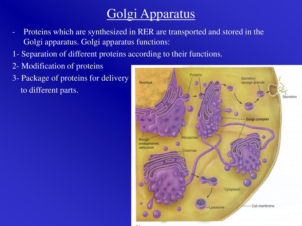 Chapter 3 Cell structure Cell membrane Endocytosis and Exocytosis Biology Diagrams