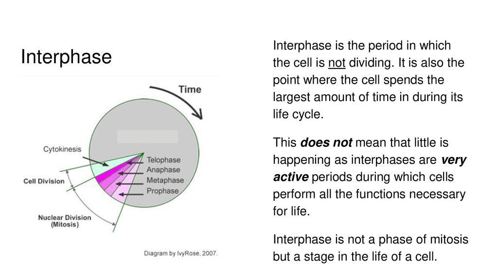 Interphase is the period in which the cell is not dividing Biology Diagrams