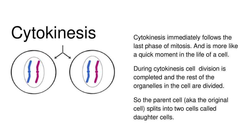 Interphase is the period in which the cell is not dividing Biology Diagrams